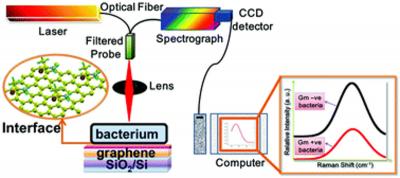 Researchers develop a graphene-based biosensor that detects bacterial presence